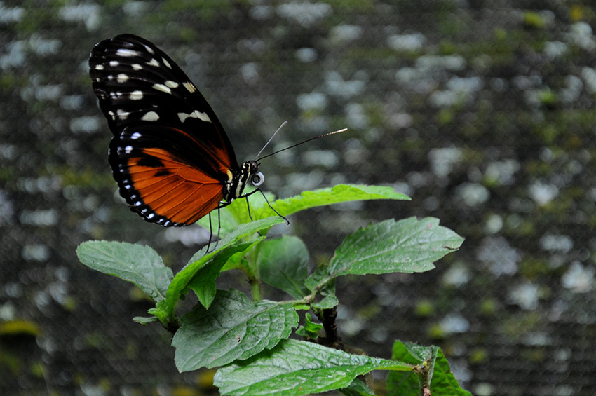 Mariposa