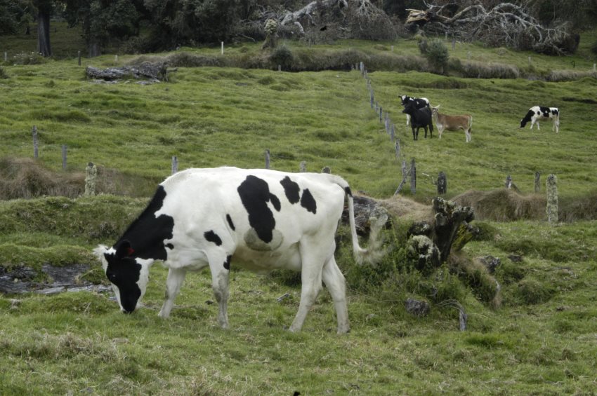 Ganado de leche