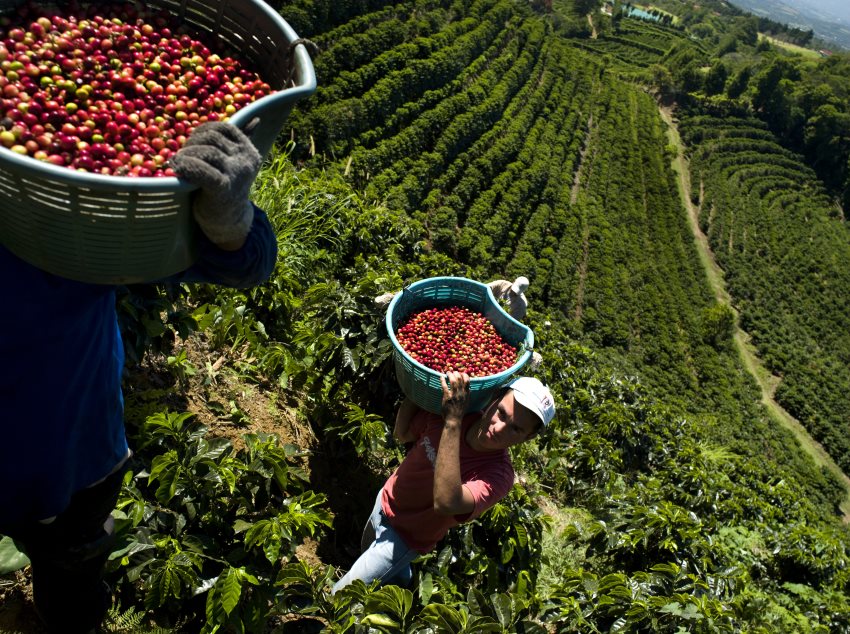 Analizan combate químico de la roya del café