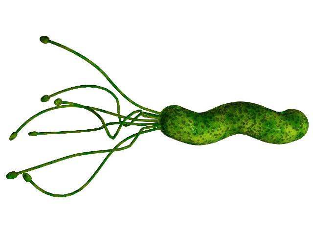 Helicobacter pylori