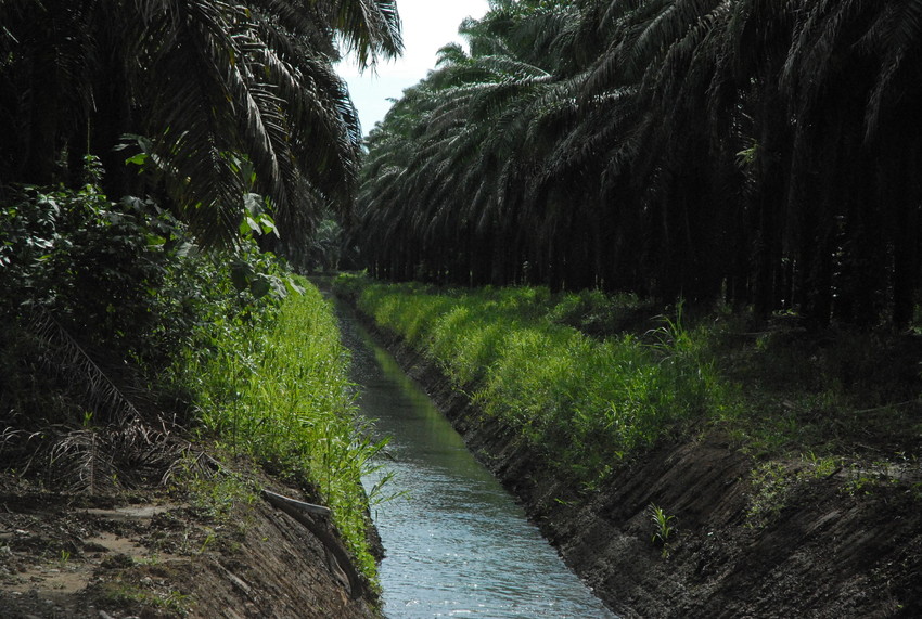 cultivo palma africana