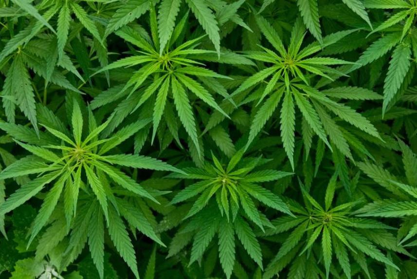 Cuáles son los beneficios de las semillas de marihuana medicinales