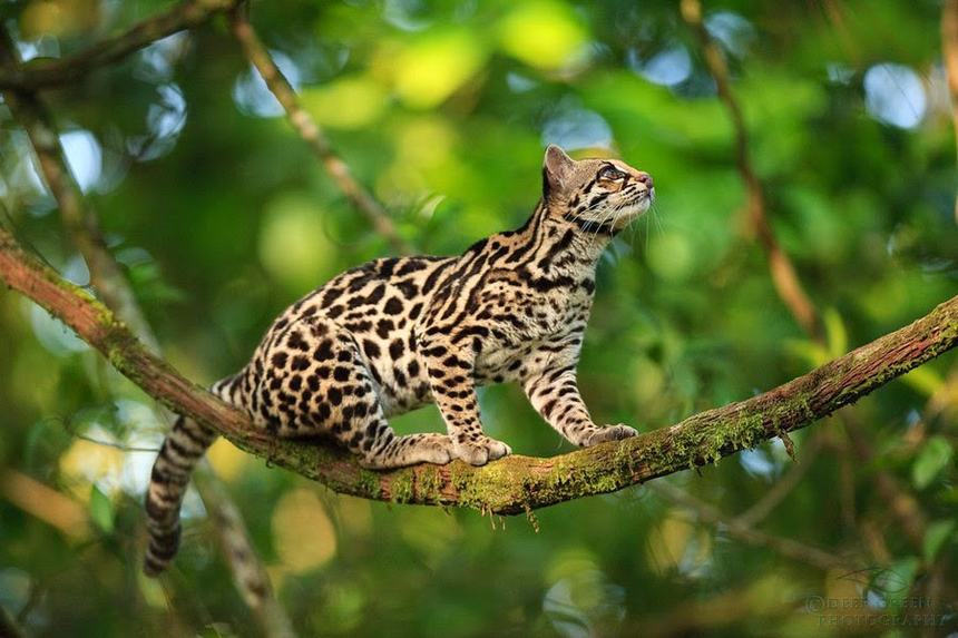 Leopardo