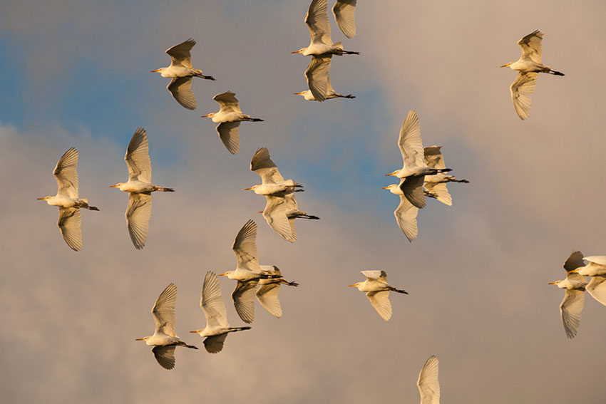 Garzas del ganado