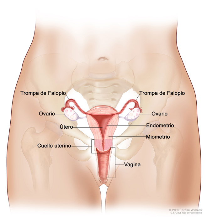 sistema reproductor femenino