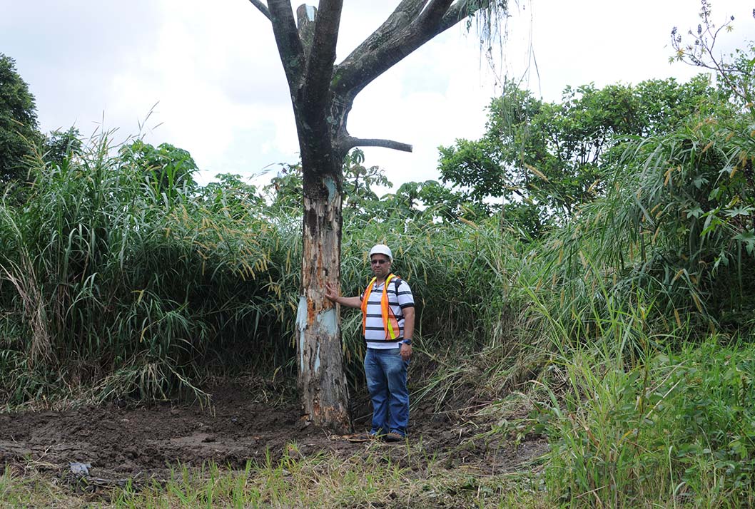 árbol de cenízaro