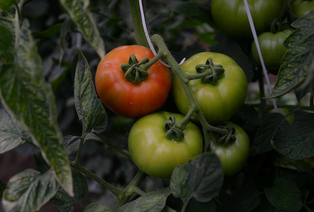 Tomate Prodigio