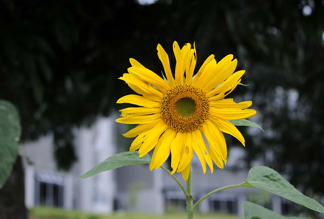 Girasol