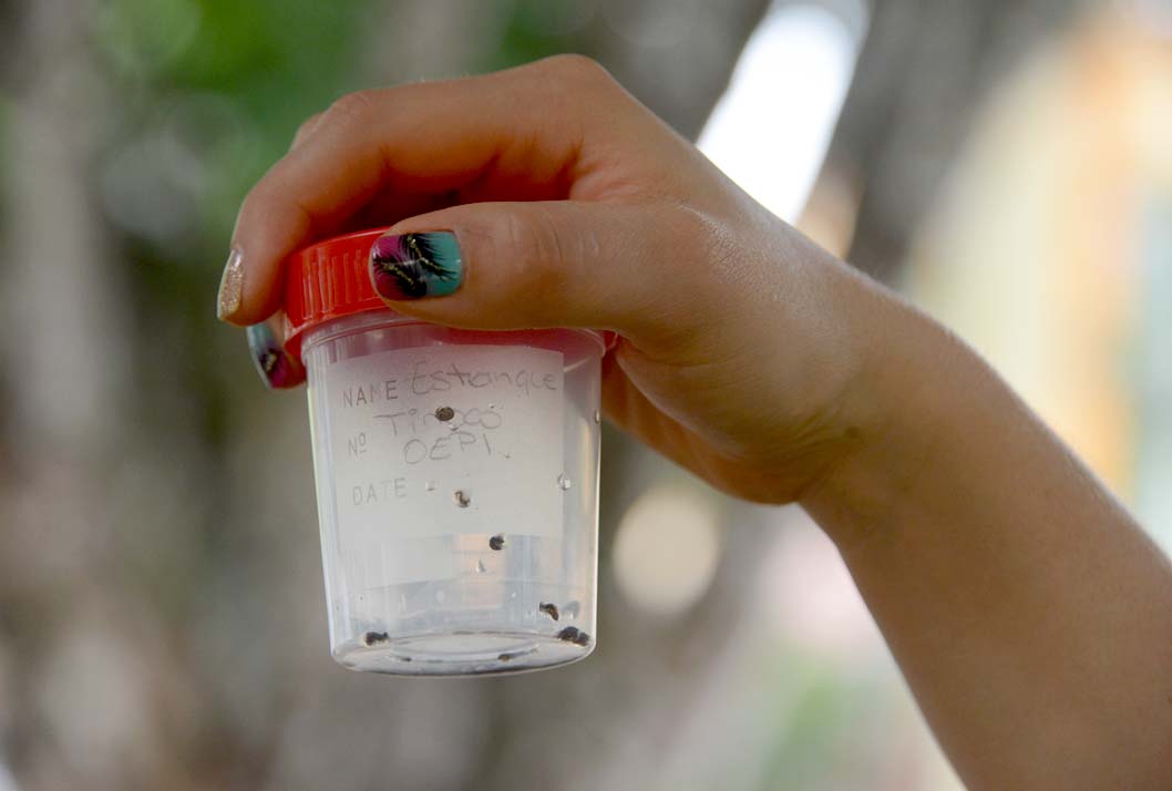 ¿cómo eliminar las larvas de mosquito