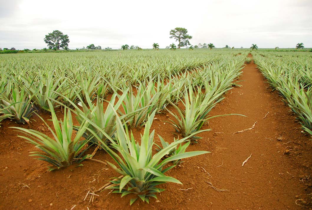 cultivo de piña