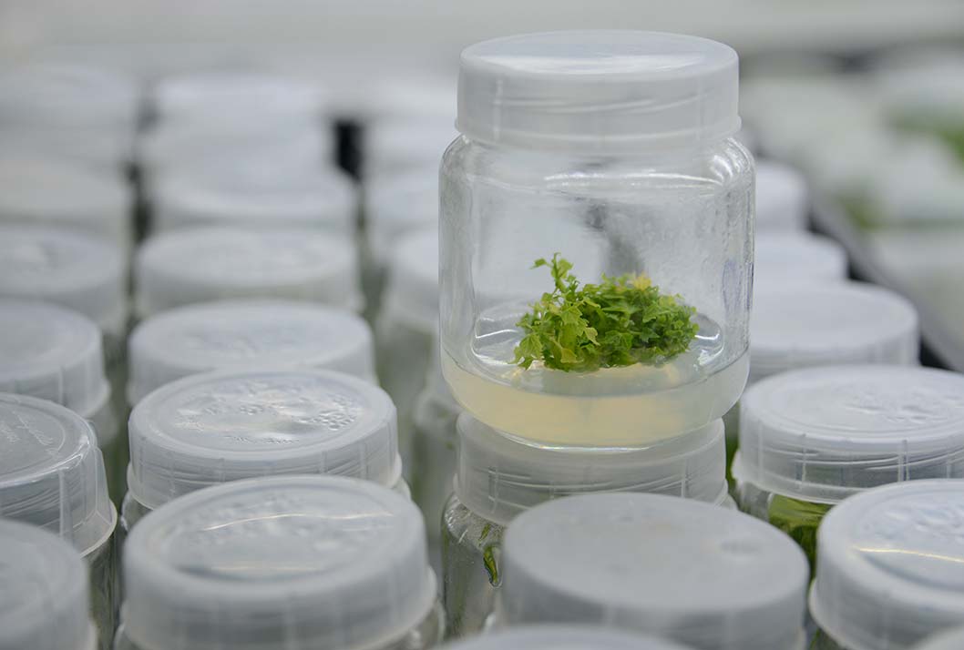 Papaya in vitro