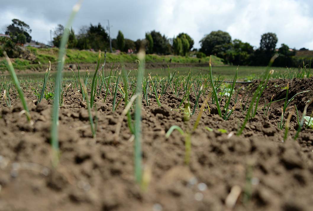 Tierra Blanca cultivo de cebolla