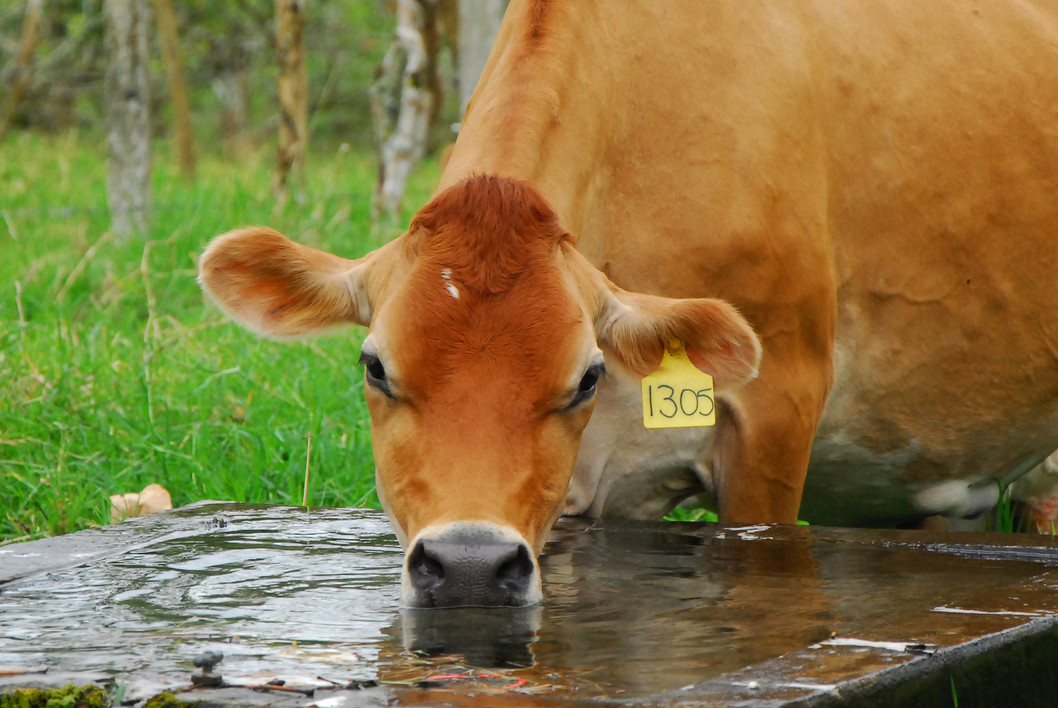 vaca tomando agua