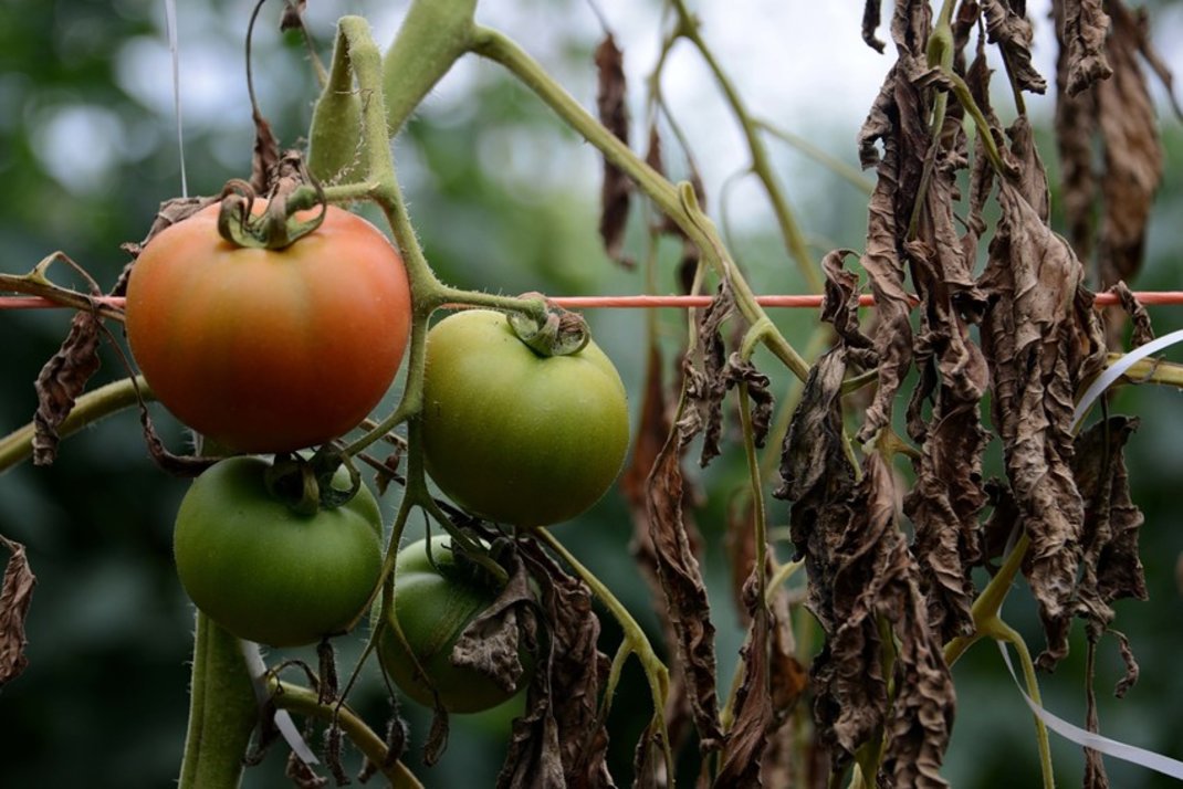 Planta de tomate afectada por el virus de marchitez bacteriana
