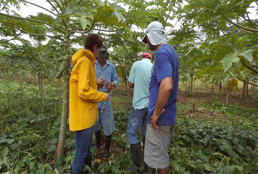 agricultores siembra papaya