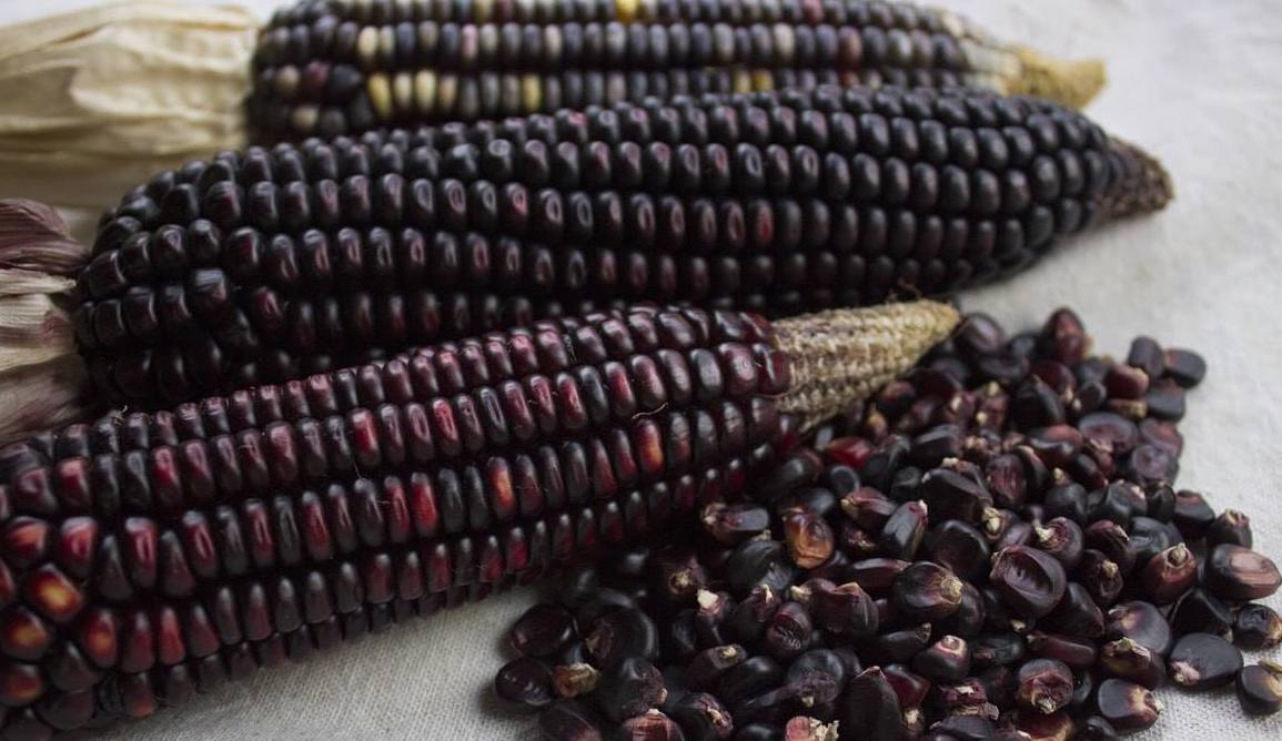 Mazorcas de maíz pujagua o maíz morado y granos de coloración intensa