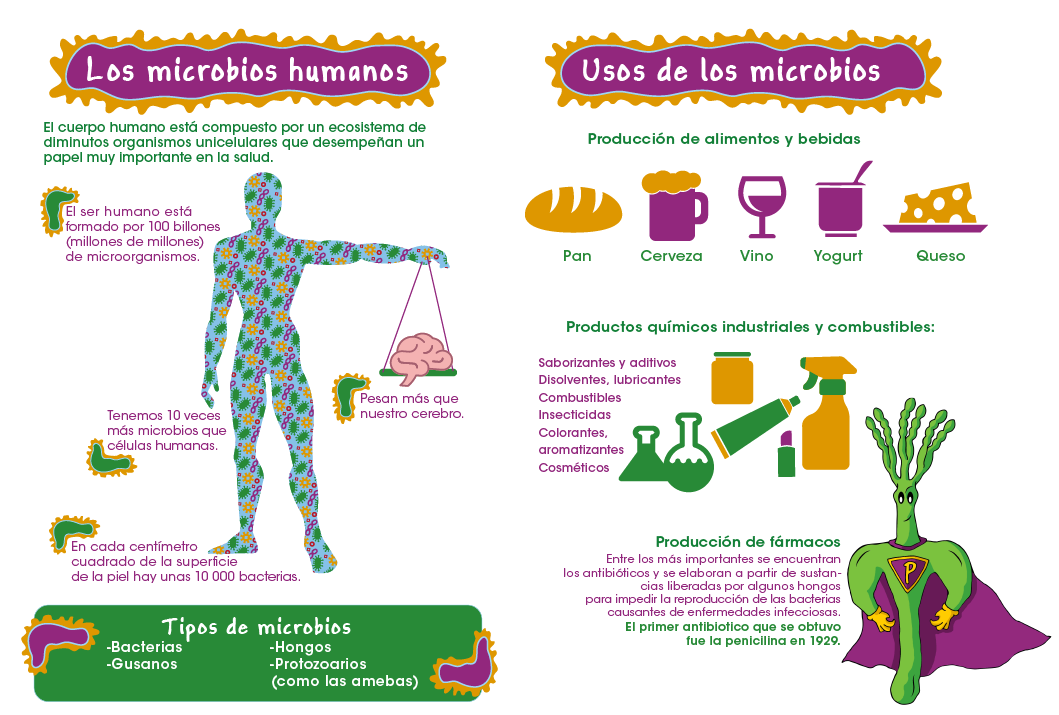 Resultado de imagen de La importancia de los microbios para el cuerpo humano