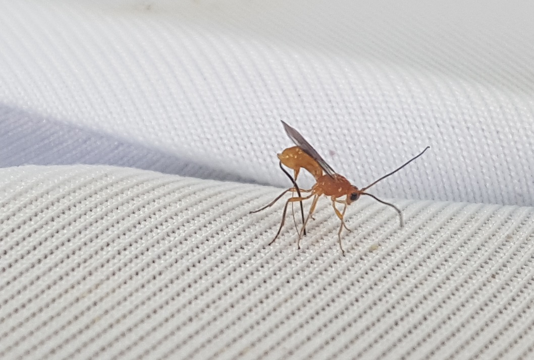 Avispa parasitoide de la mosca de la fruta