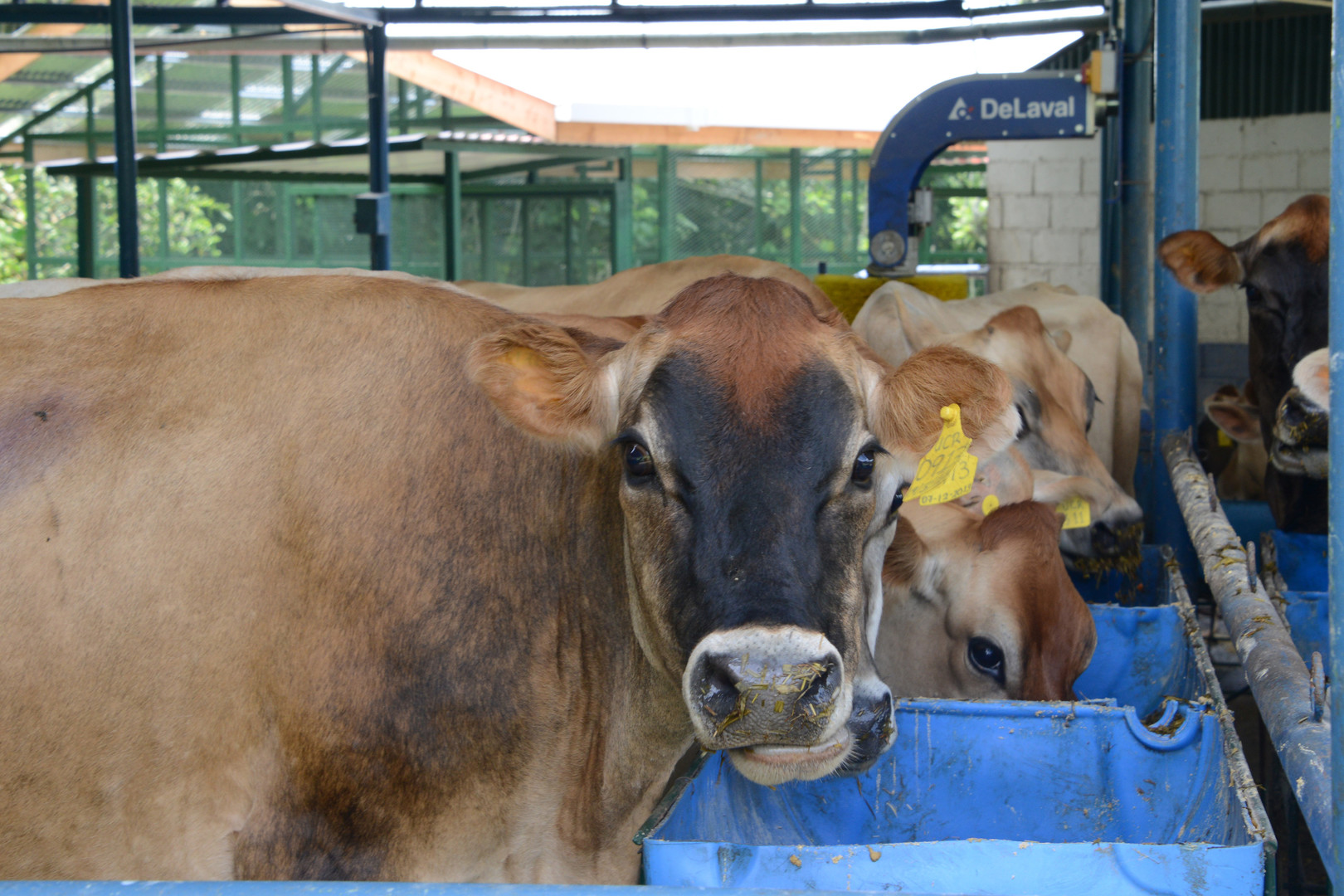 Vacas comiendo