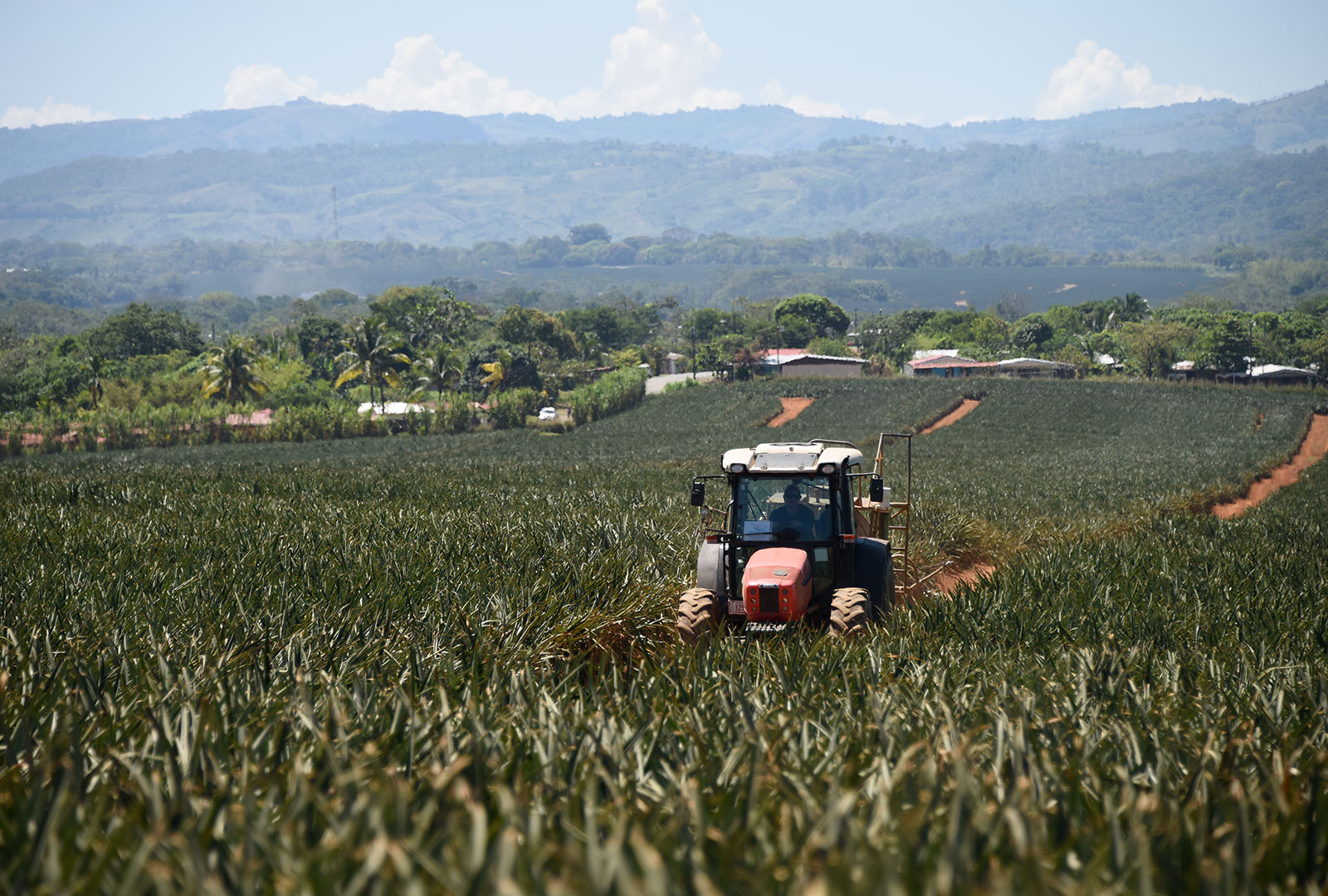 Cultivo de piña