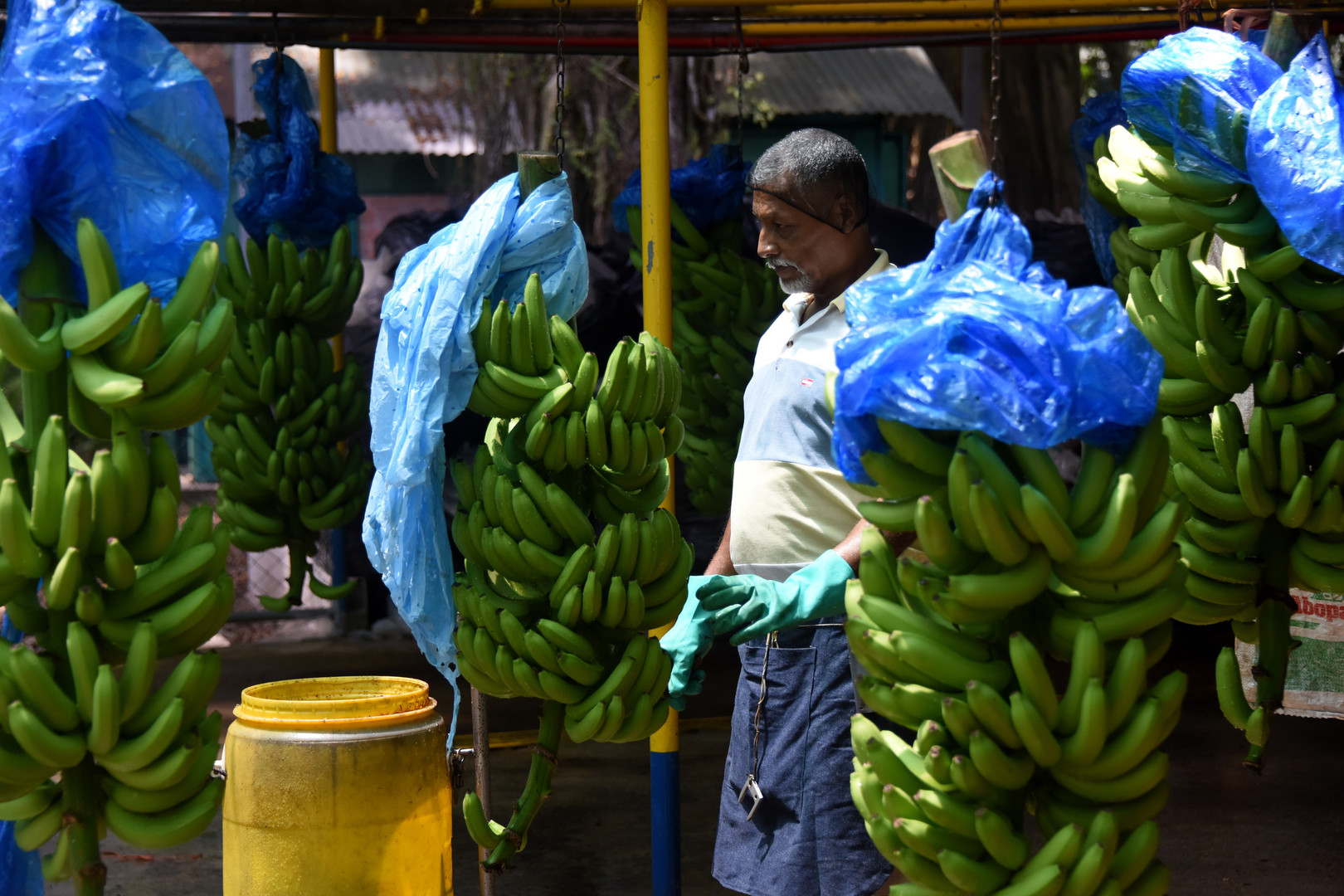 Trabajador en planta con racimos de banano