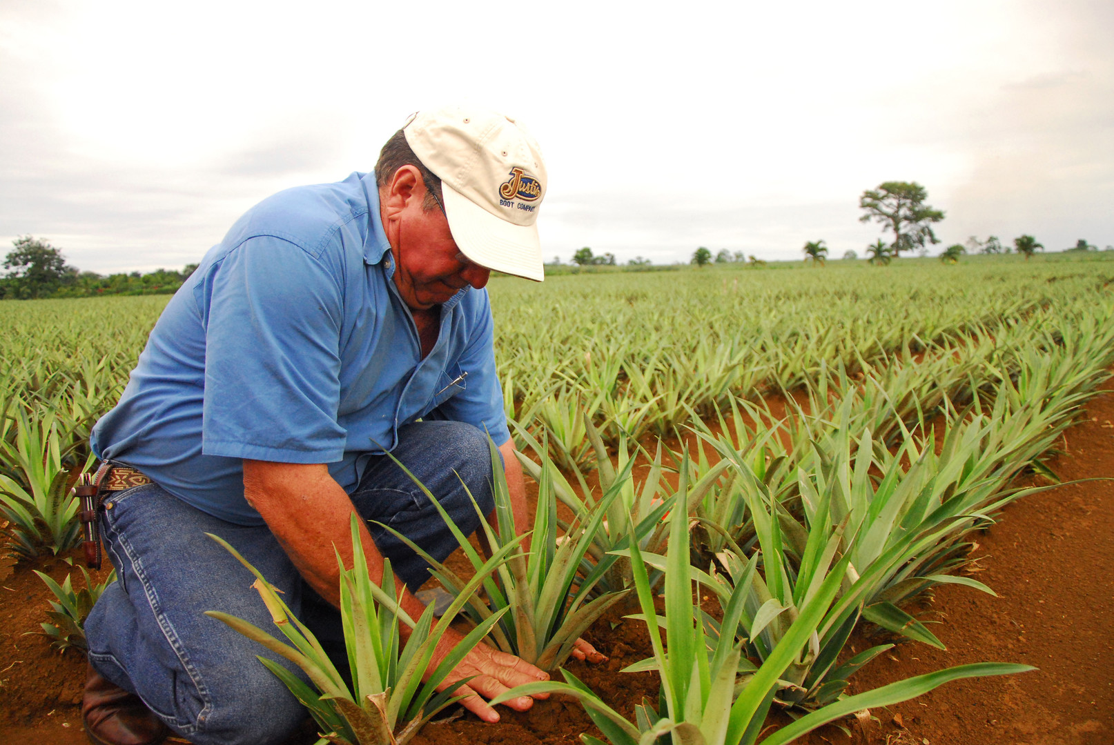 Cultivo de piña