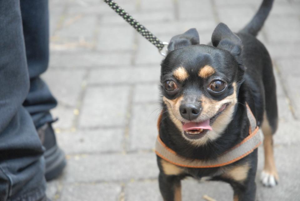 Perro paseando con su dueño