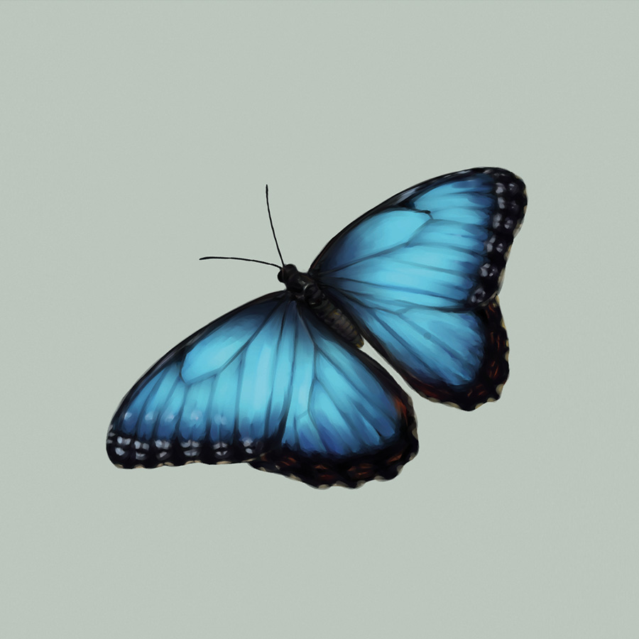 diario estudiar muestra Mariposario artístico: decenas de mariposas plasmadas en dibujo