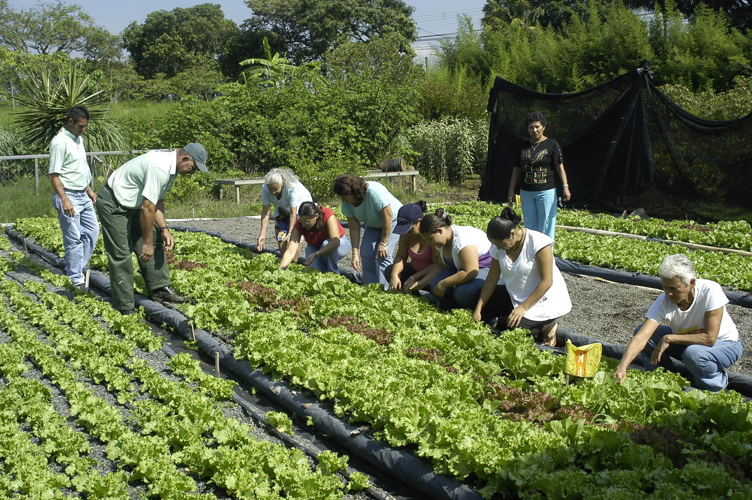 Agricultura Urbana Arquis UCR