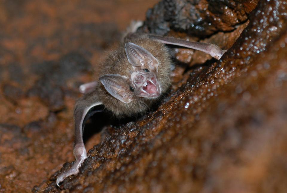 Murciélago muestra sus dientes