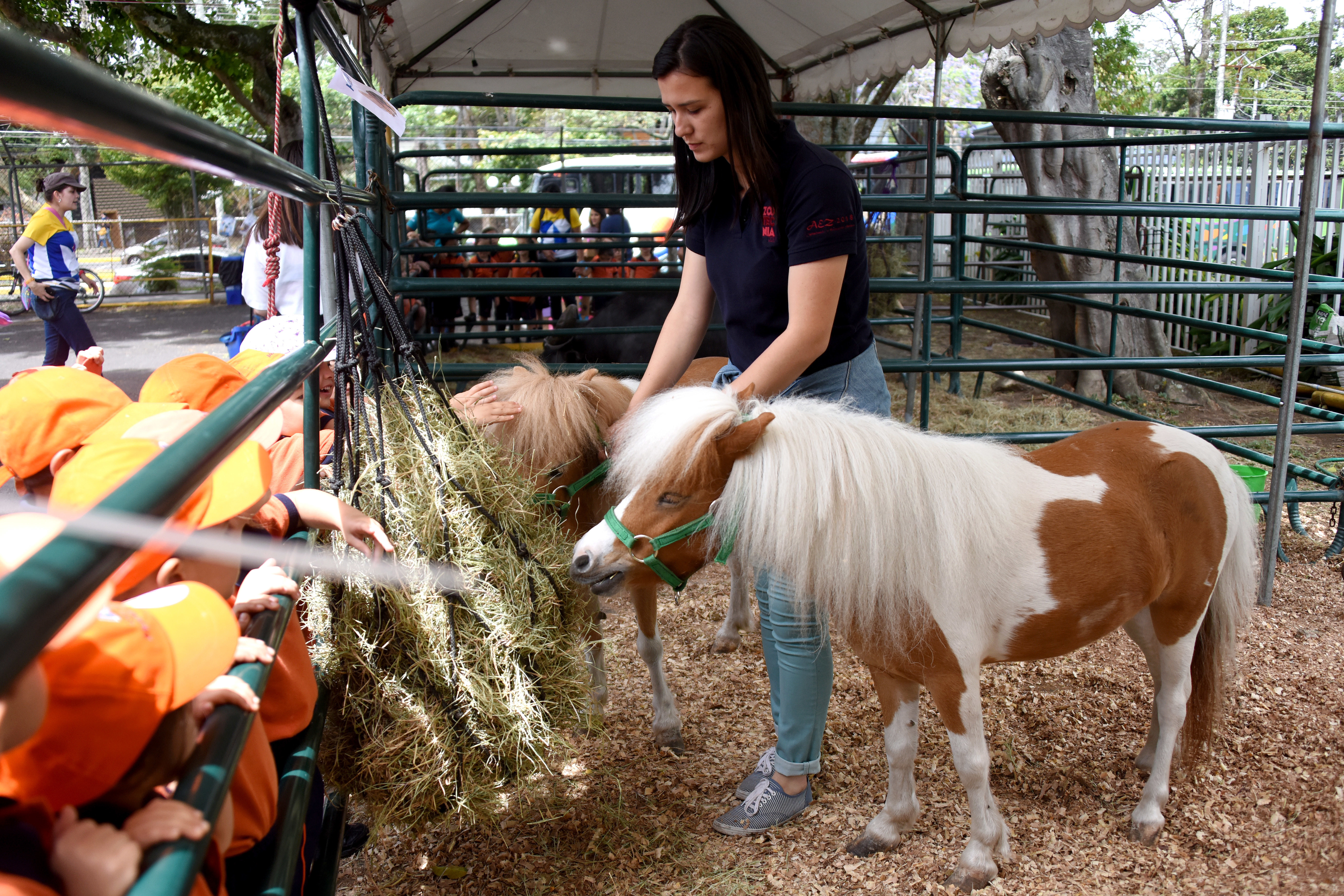 Ponis y niños