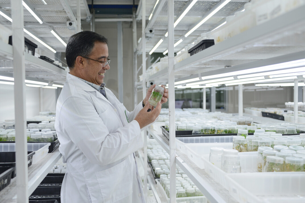 Arturo Brenes, Laboratorio de Biotecnología de plantas CIA