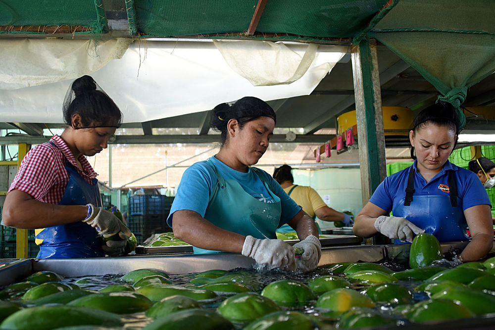 Mujeres lavando papayas para la exportación