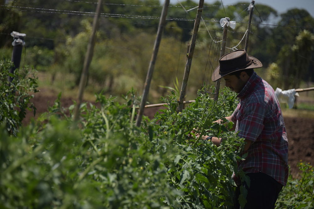 Productor agrícola laborando en un cultivo de tomate