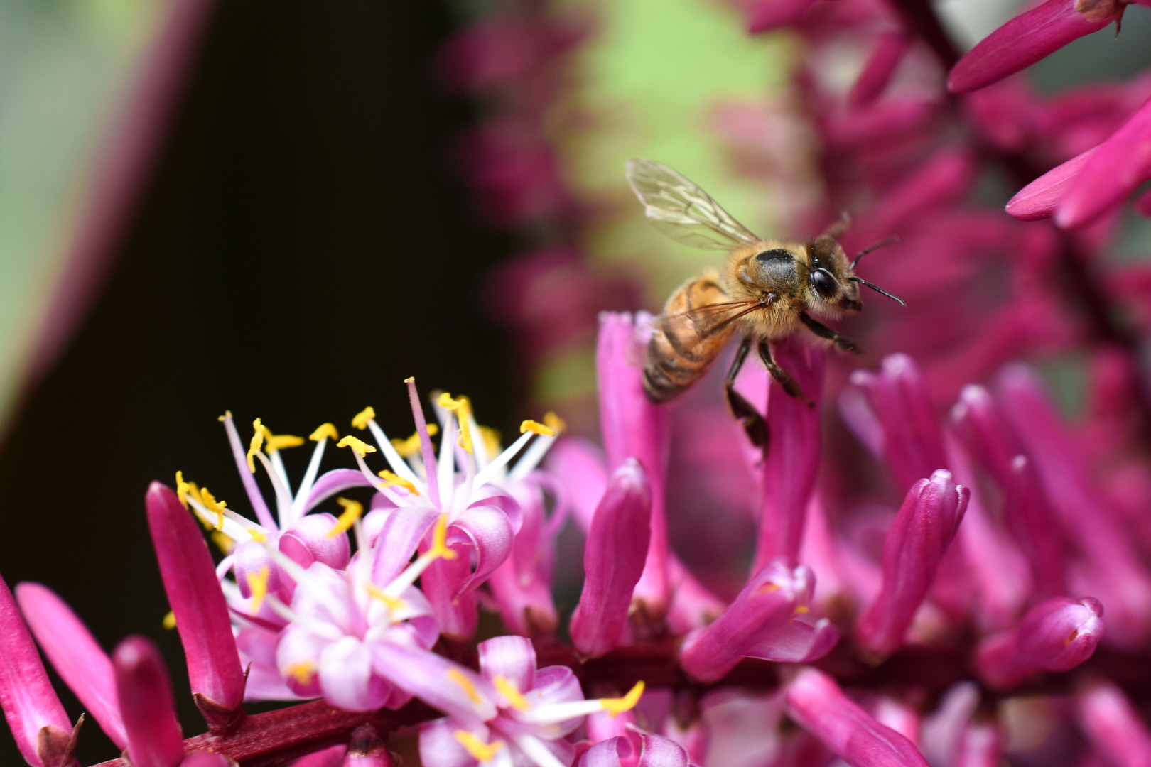 Abejas