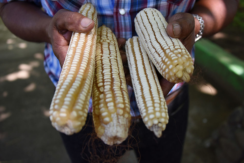 Mazorcas de maíz sostenidas por las manos de un campesino