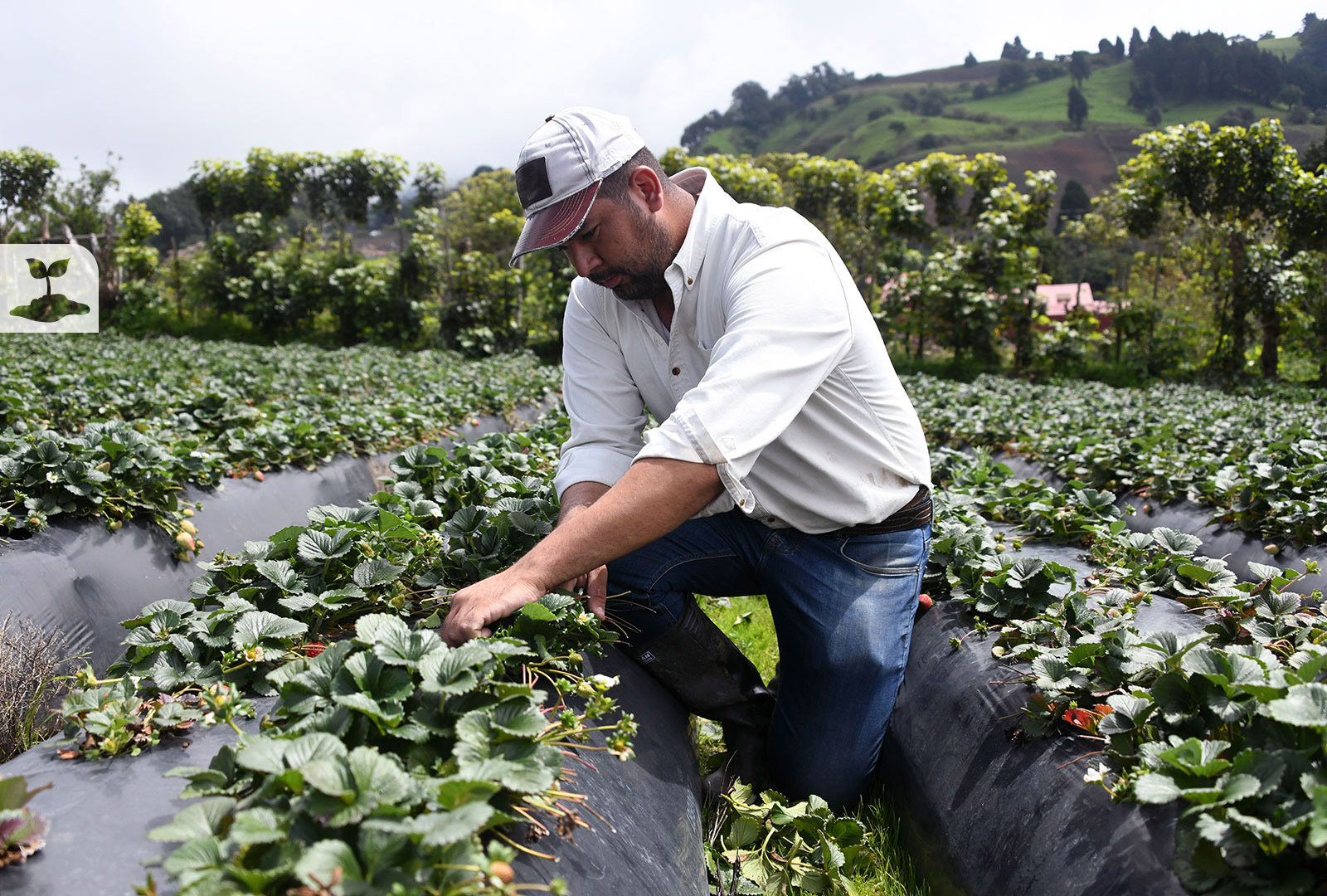 Productor de fresas