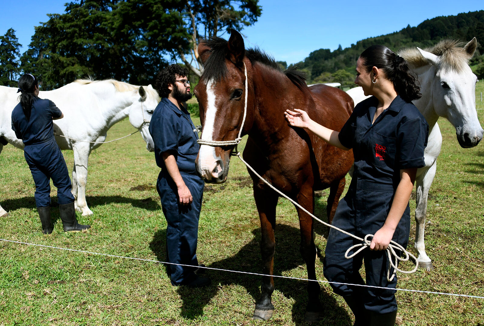 Caballlos de la Unidad Equina en Ochomogo