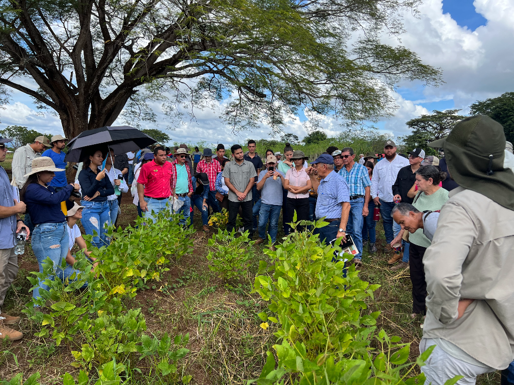 Finca Experimental Santa Cruz (FESC) cultivo de soya