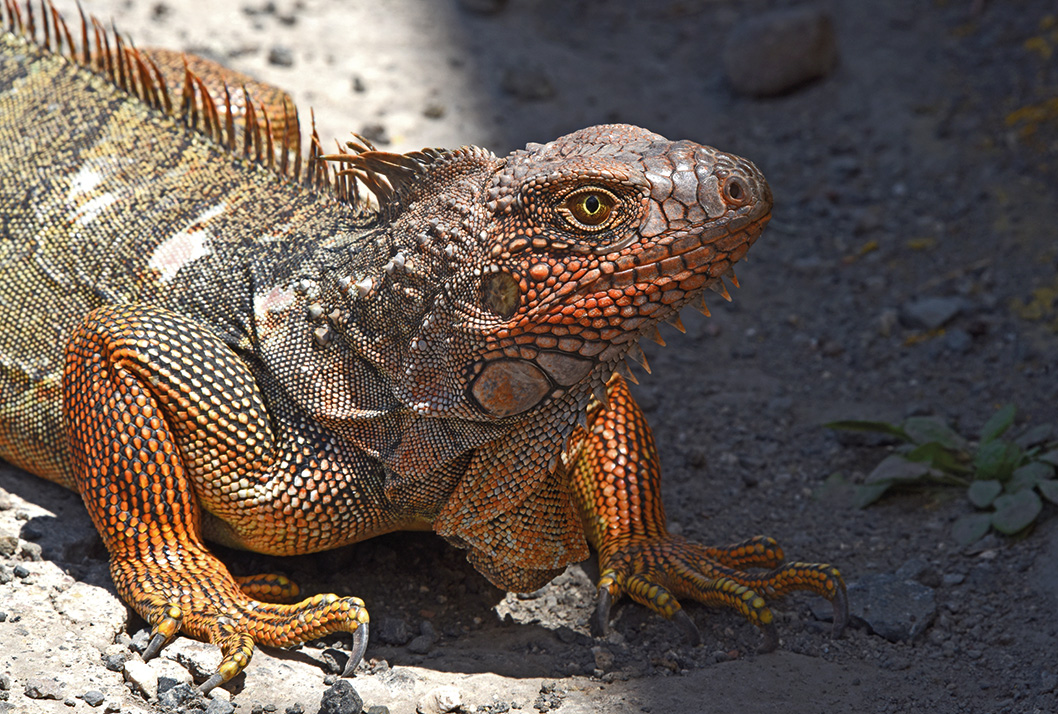 Iguana