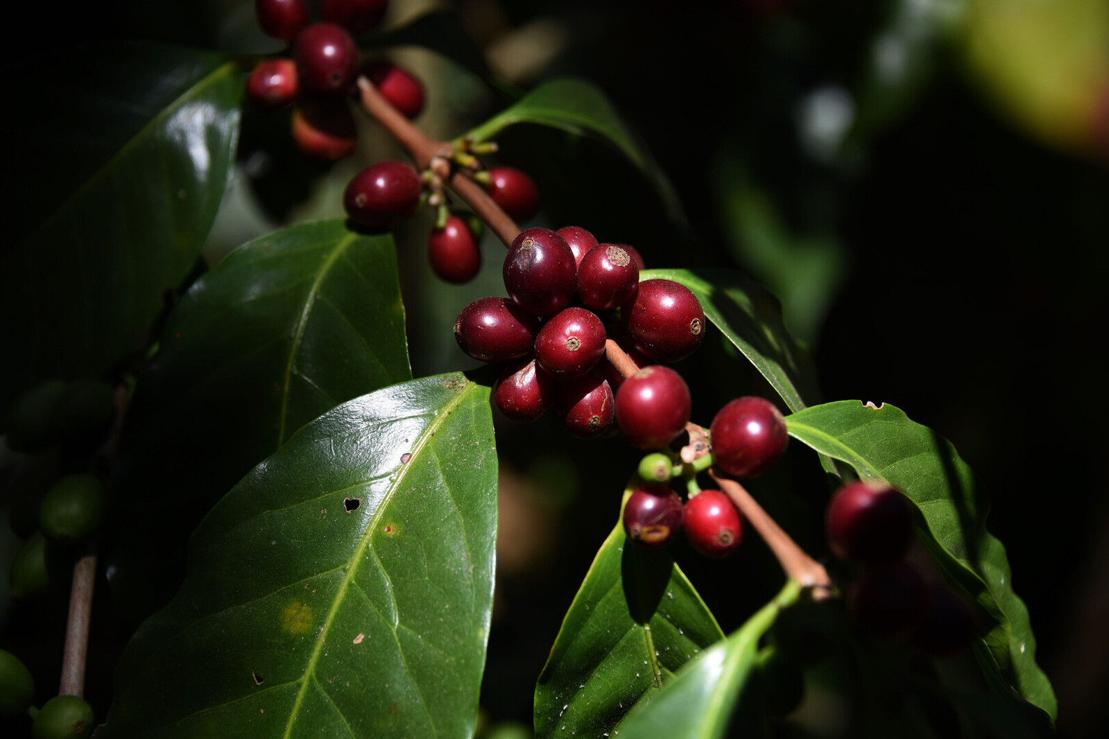 Planta de café 