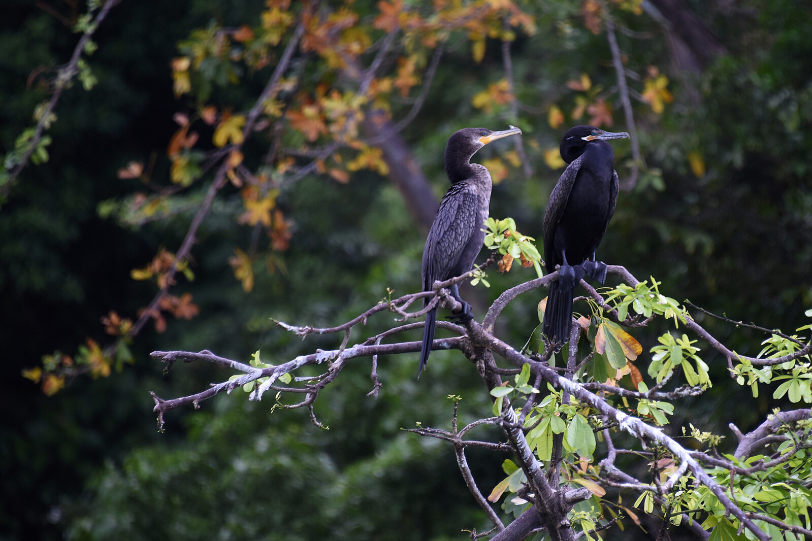 Aves de Costa Rica