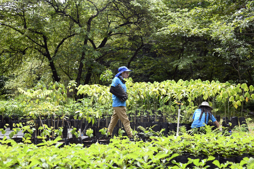 Voluntarios en vivero institucional