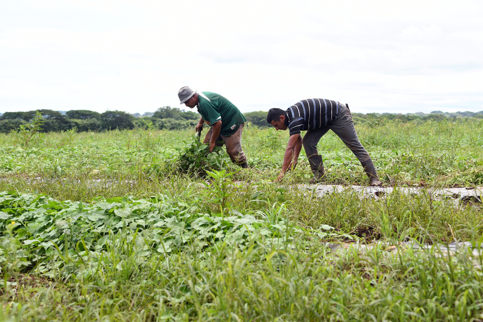 agricultura