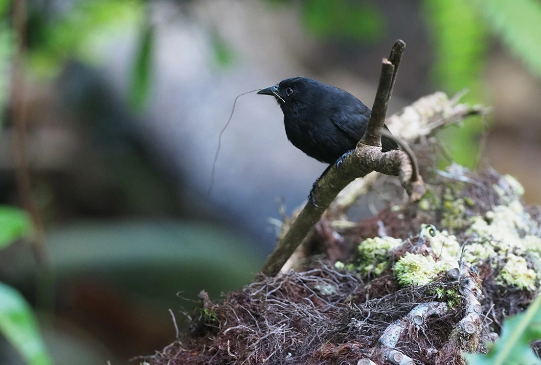 El pinzón de la Isla del Coco (Pinaroloxias inornata) es endémico de ese lugar y es una de las …