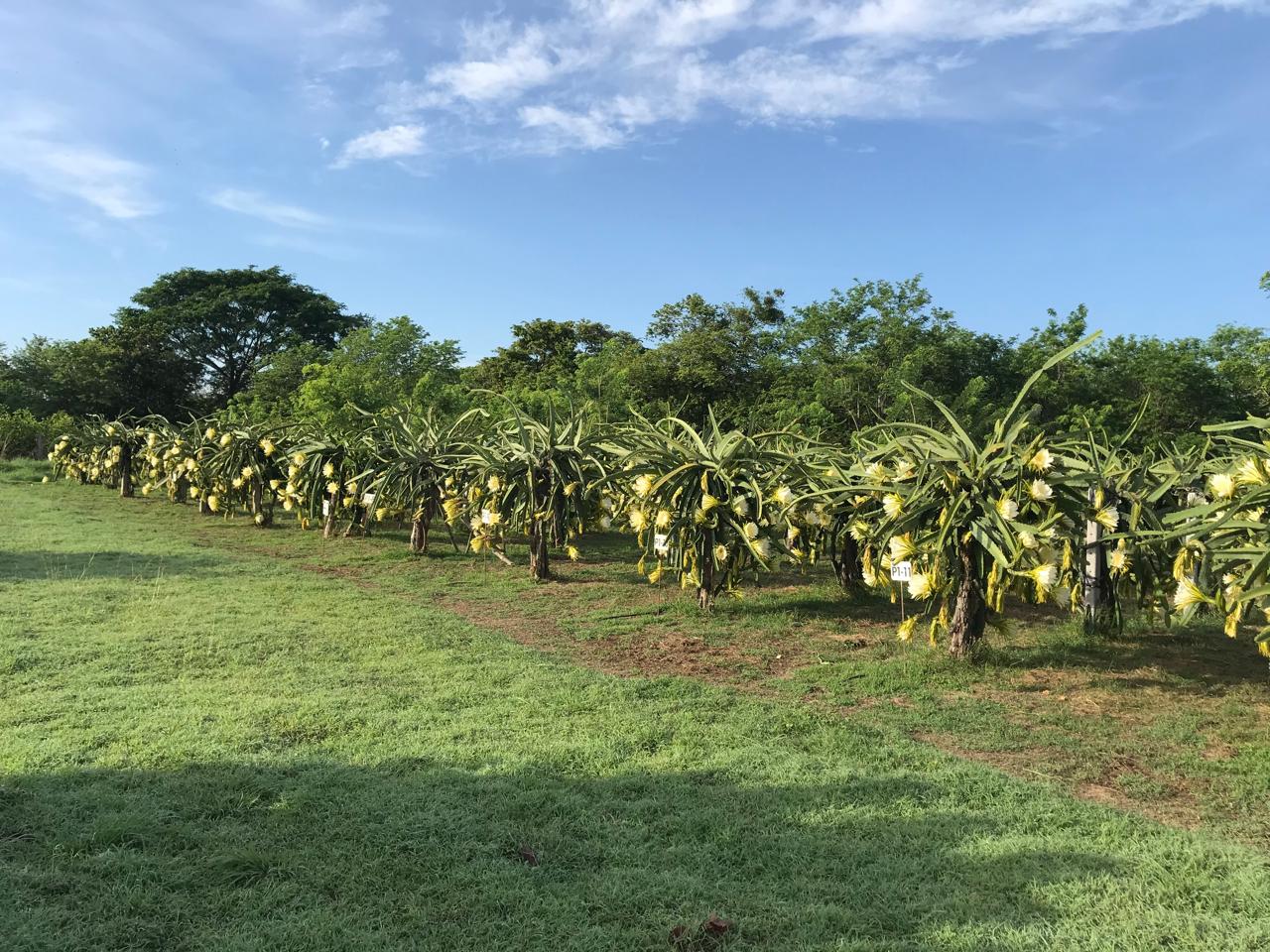 Finca experimental de Santa Cruz