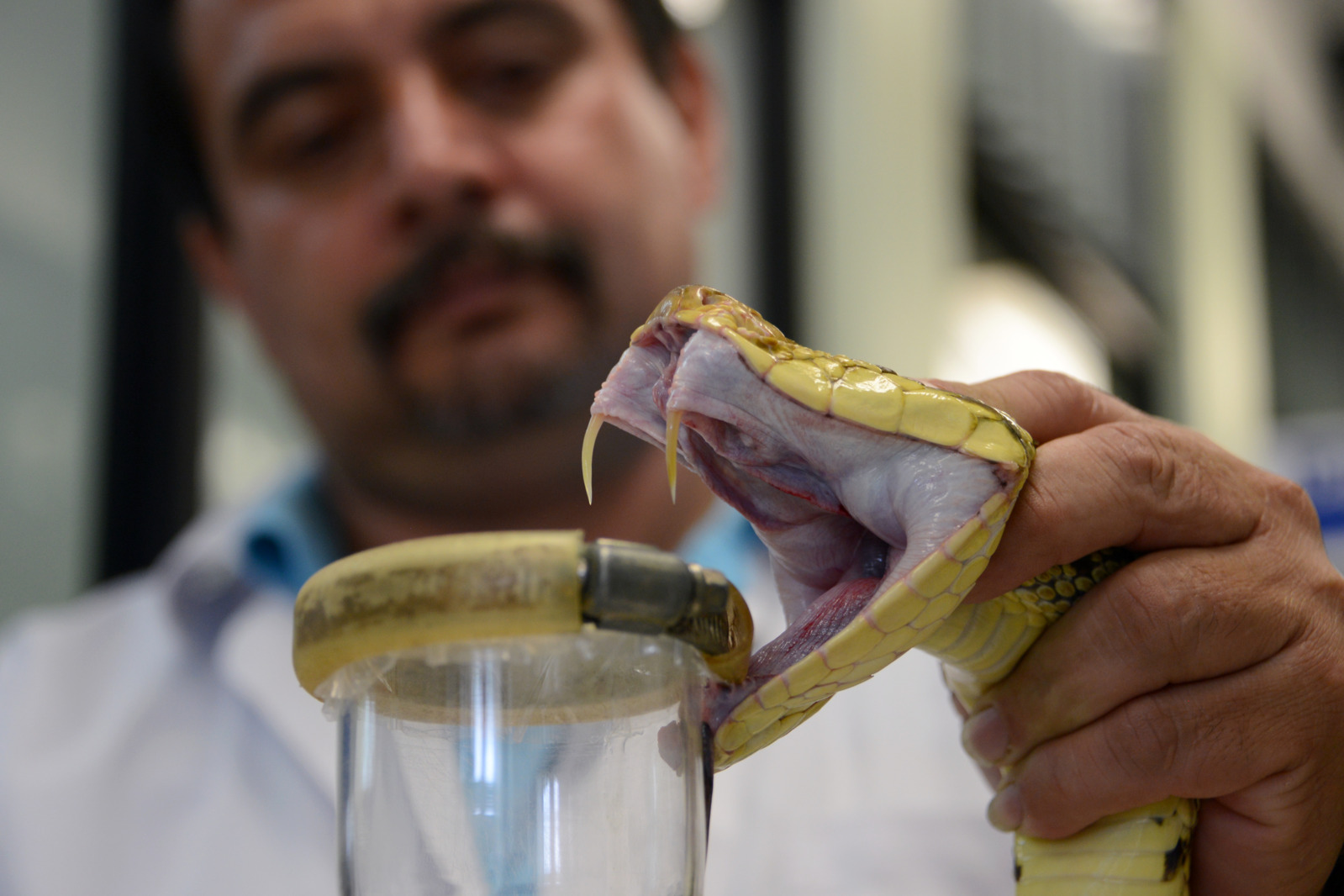 Serpiente