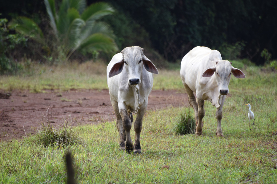 Vaca en sequía