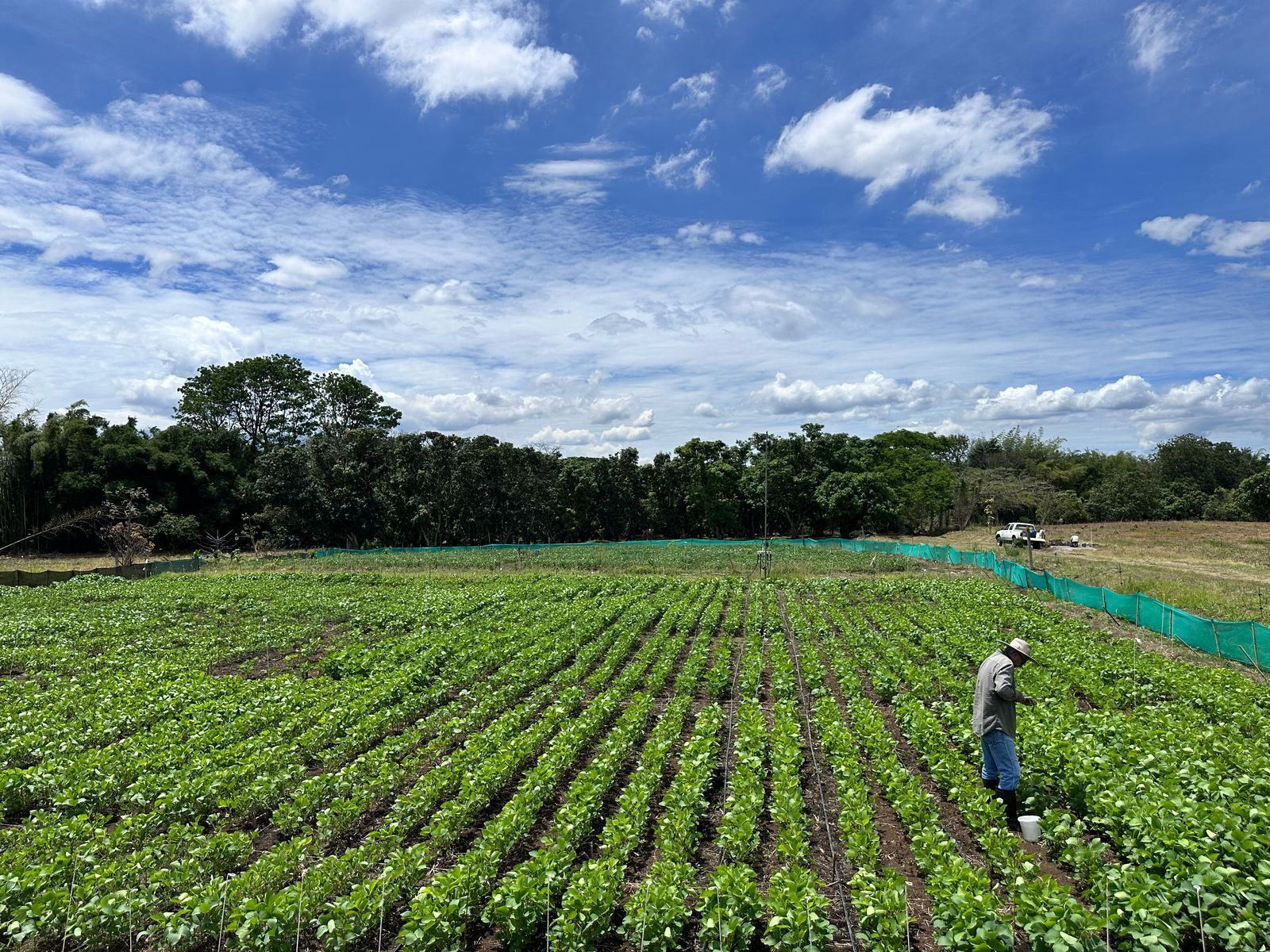 Sembradío de soya