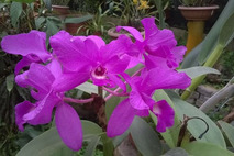 Orquídea del vivero Jardín Lankester